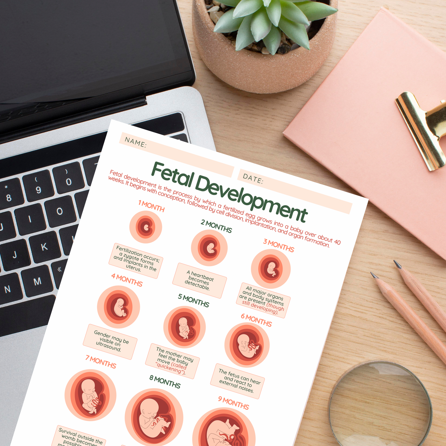 PLR: Fetal Development Handout