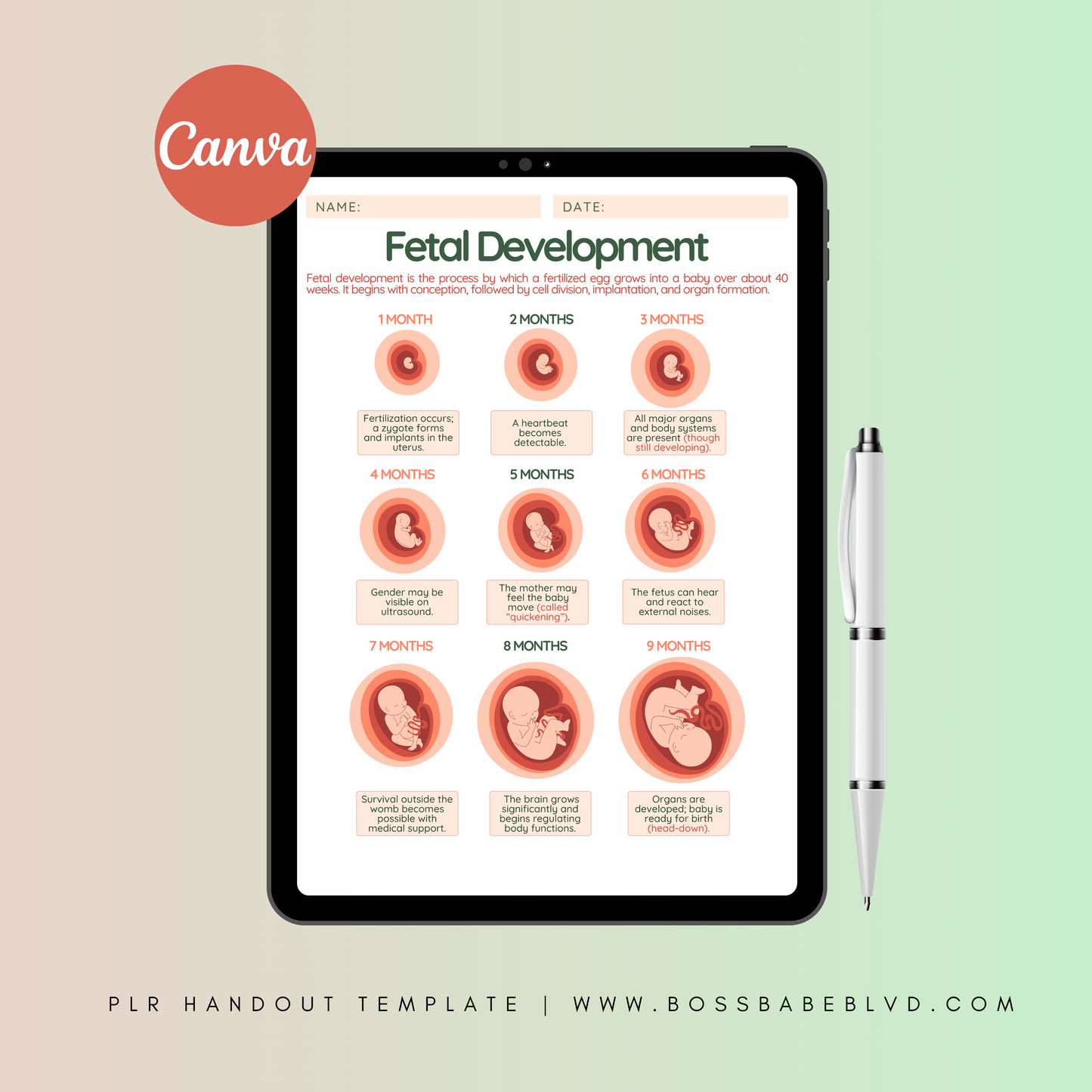 PLR: Fetal Development Handout